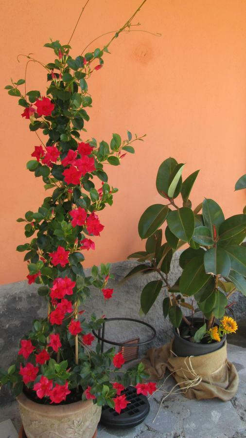 B&B Agora Sarzana Exteriör bild